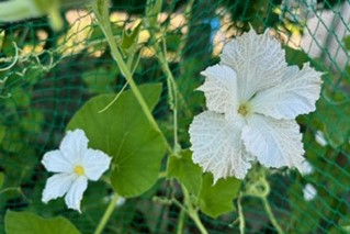 119347e73b9aca001image0